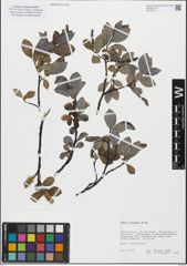 Foto von Salix glabra Scop.